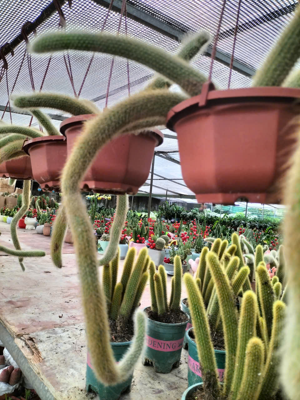 cây xương rồng đuôi cáo